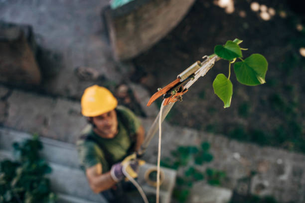 Best Storm Damage Tree Cleanup  in Sewaren, NJ