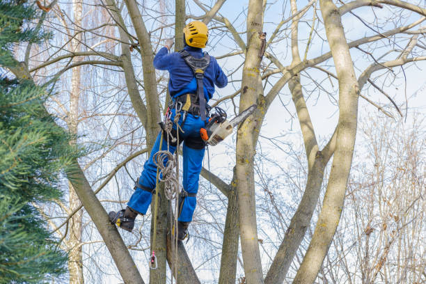 Reliable Sewaren, NJ Tree Care Services Solutions